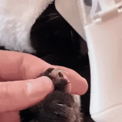 2-in-1 Pet Nail Trimmer & Grinder with LED Light