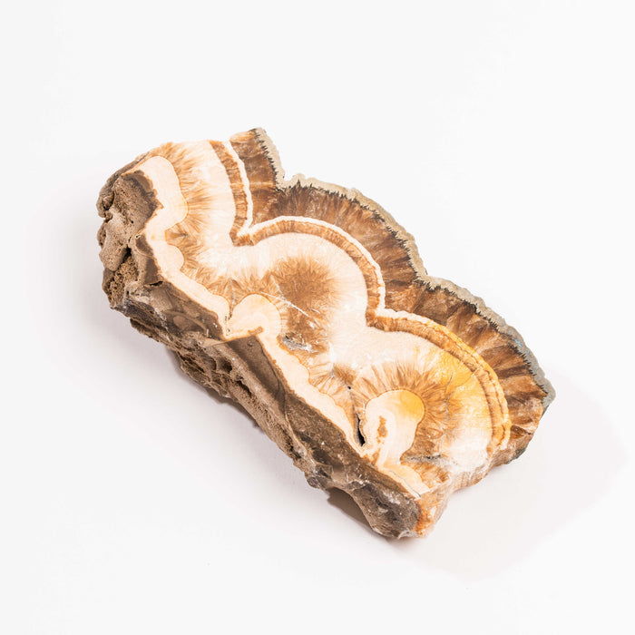 Barite w/ Pyrite - Slab