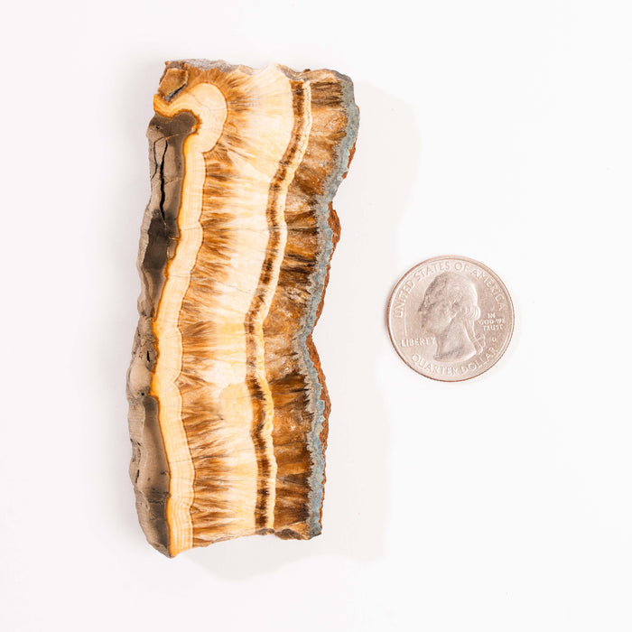 Barite w/ Pyrite - Slab
