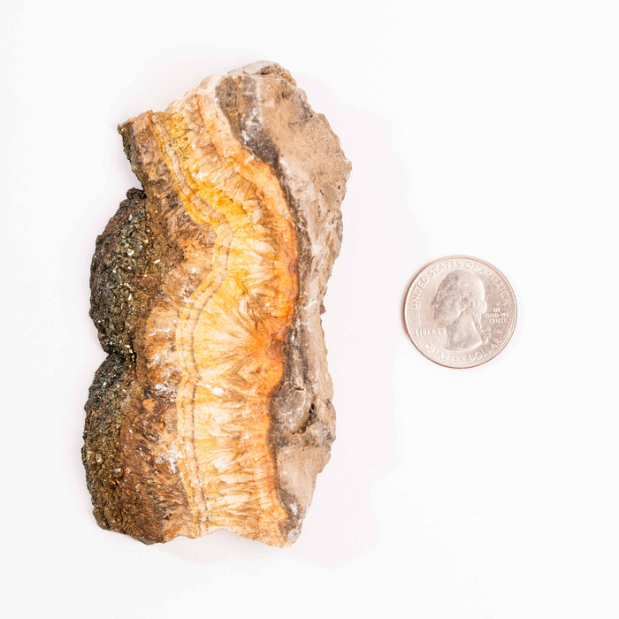 Barite w/ Pyrite - Slab