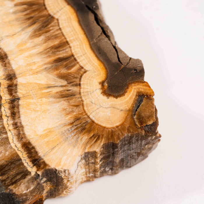 Barite w/ Pyrite - Slab