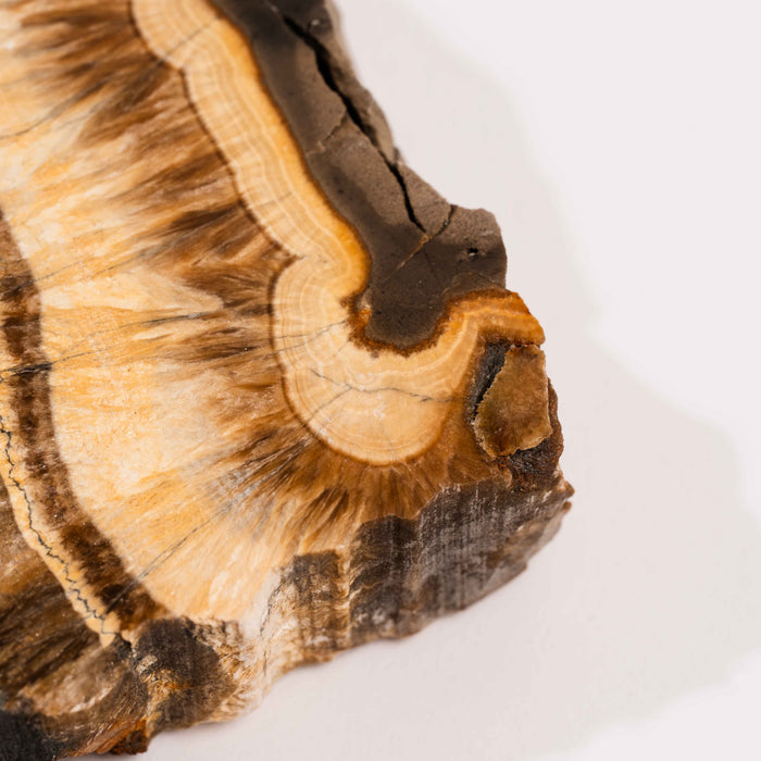 Barite w/ Pyrite - Slab