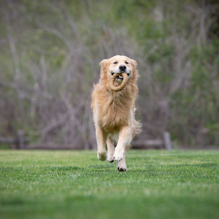 A Golden Retriever joyfully runs on grass with a tennis ball, surrounded by blurred greenery, dreaming of the BarkBone Natural Instincts Peanut Butter Infused Nylon Chew Ring.