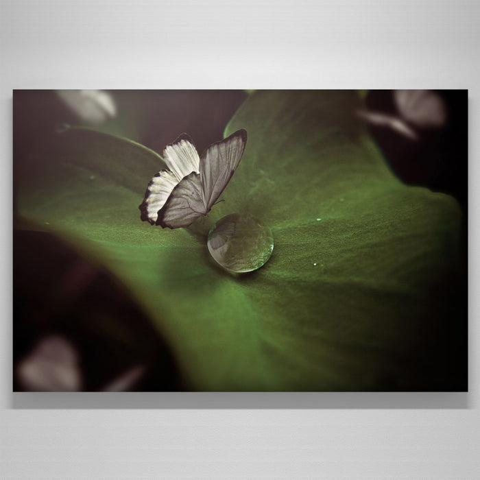 "Butterfly"