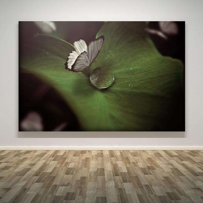 "Butterfly"