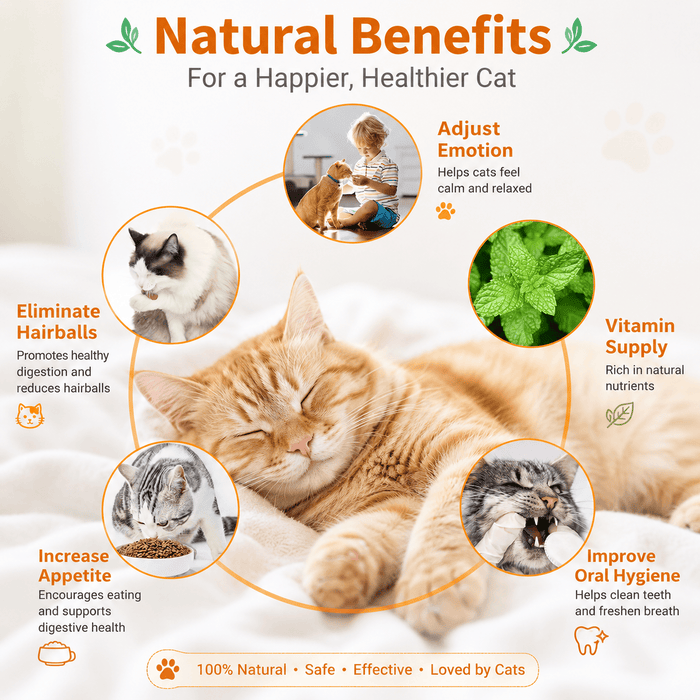 Catnip & Silvervine Cat Toy Balls – 4PCS