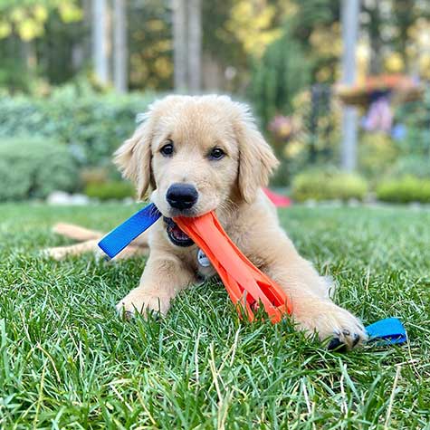 A golden retriever puppy lies on green grass, playfully chewing on a Chuckit! Air Bumper Dog Toy by Chuckit!, with a blurred garden in the background.