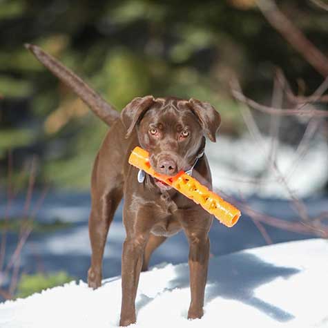 A chocolate Labrador stands on snow, holding a Chuckit! Air Fetch Stick Dog Toy by Chuckit! in its mouth, with green pine trees in the background.