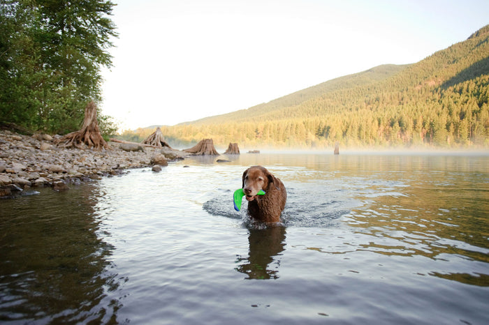 A brown dog stands in a shallow lake, holding the Chuckit! Amphibious Boomerang by Chuckit! in its mouth. The floating toy contrasts with misty water, as trees and mountains create a serene backdrop.