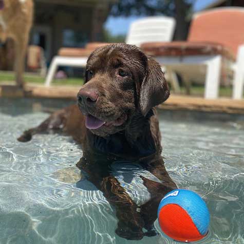 A wet chocolate Labrador lounges in shallow water, tongue out, eyeing a floating Chuckit! Amphibious Mega Ball by Chuckit!, with patio chairs and grass in the background adding to the playful scene.