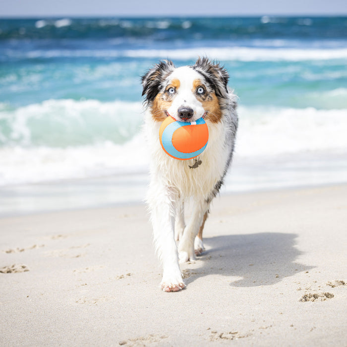 A wet dog with blue and brown eyes carries a Chuckit! Amphibious Mega Ball by Chuckit! on a sandy beach with ocean waves, highlighting one of the best floating water toys for dogs.