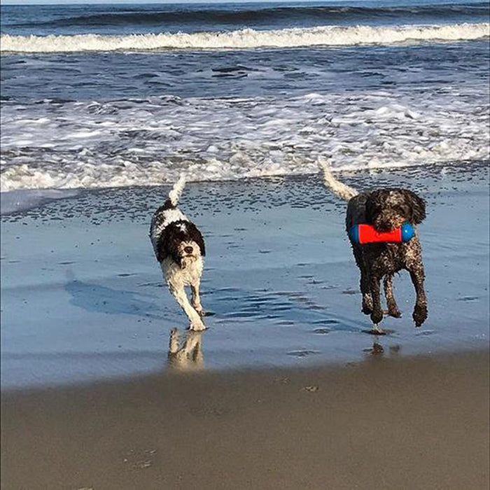On a picturesque beach, two dogs frolic by the ocean. One holds a Chuckit Amphibious Tumble Bumper from Chuckit! in its mouth as they race along the waters edge, waves crashing gently and sunlight shimmering on the wet sand.