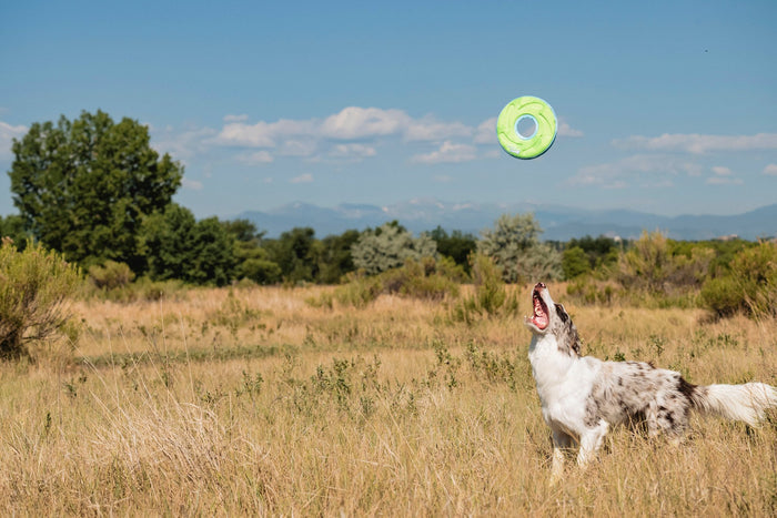 A white and brown dog leaps in a grassy field, mouth open to catch a Chuckit! Amphibious Zipflight toy by Chuckit!, with trees, mountains, and a blue sky in the background.