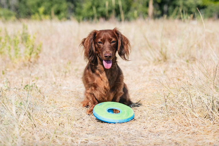 A brown long-haired dachshund sits on dry grass in a field with a Chuckit! Amphibious Zipflight fetch toy by Chuckit! in front of it, looking at the camera with its tongue out.