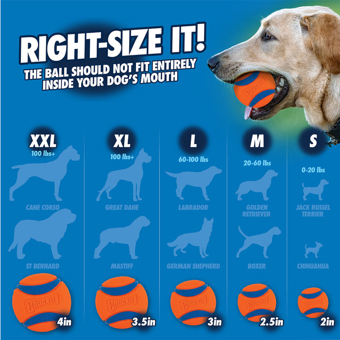 A guide to dog breeds and ball sizes—like the Chuckit! Bacon Sniff Fetch Ball for Chihuahuas or XX-large options for Cane Corsos. A dog proudly grips a bright orange, durable Chuckit! fetch toy in its mouth.