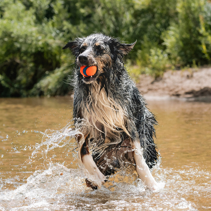 A black and white wet dog runs through shallow water, holding a Chuckit! Ultra Ball & Ultra Squeaker Medium from the assorted 4 pack by Chuckit!, with green foliage in the background.