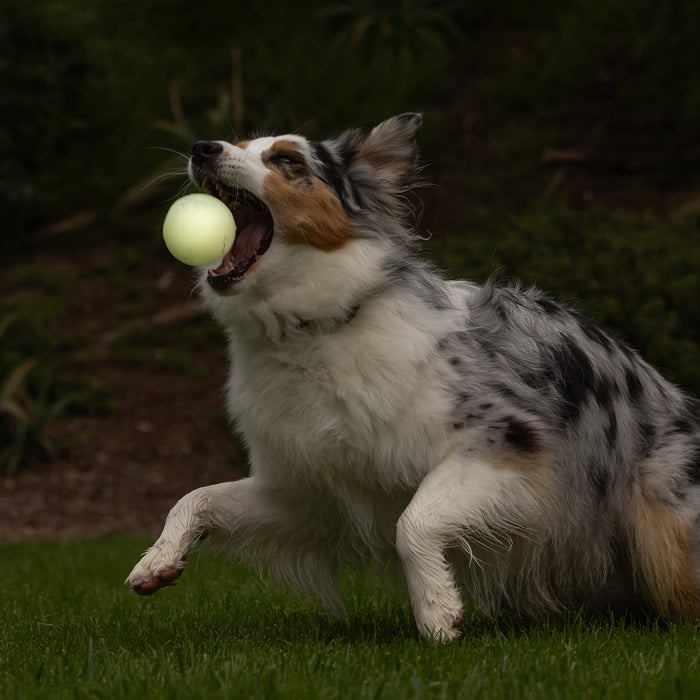 A dog with a speckled gray, white, and brown coat leaps on grass to catch a Chuckit! Day & Night Ultra Ball Large by Chuckit! in its mouth. The background is blurred greenery.