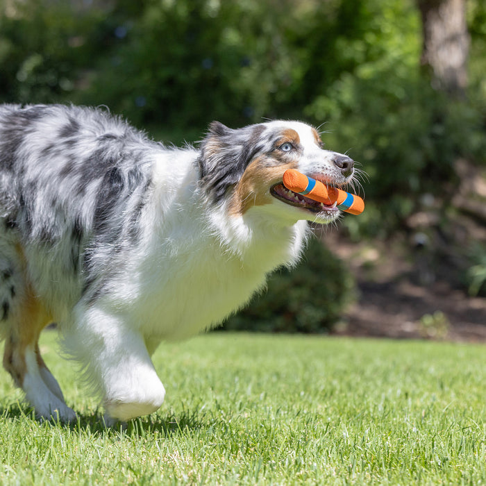 A fluffy Australian Shepherd with a merle coat runs on green grass, happily carrying the Chuckit! Day & Night Ultra Fetch Stick by Chuckit! as trees and bushes blur in the background, enjoying its durable dog fetch toy.