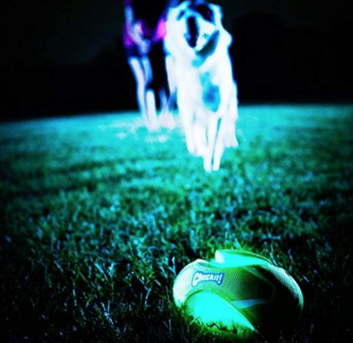 A glowing green Chuckit! Fumble Fetch Max Glow ball from Chuckit! lies on grass at night, perfect for glow-in-the-dark fetch, as a dog races toward it with a motion-blurred person in the background.