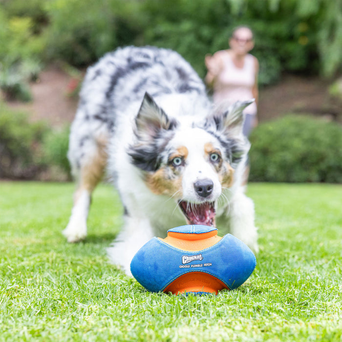 A blue merle dog with blue eyes grabs a Chuckit! Giggle Fumble Fetch by Chuckit! on green grass, with a blurred person standing in the background.