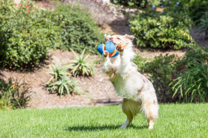 A fluffy dog excitedly catches a Chuckit! Giggle Fumble Fetch ball by Chuckit! in a grassy yard under bright sunlight, surrounded by green shrubs—showcasing the fun of this interactive dog toy.
