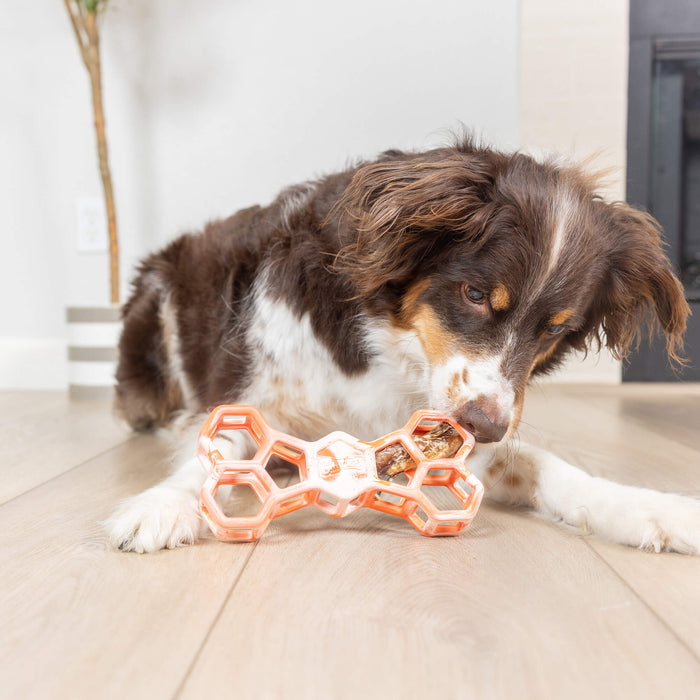 A brown and white dog lies on a wooden floor, chewing on a Chuckit! Hol-ee Bone by Chuckit!, filled with treats. A potted plant and part of a fireplace are visible in the background.