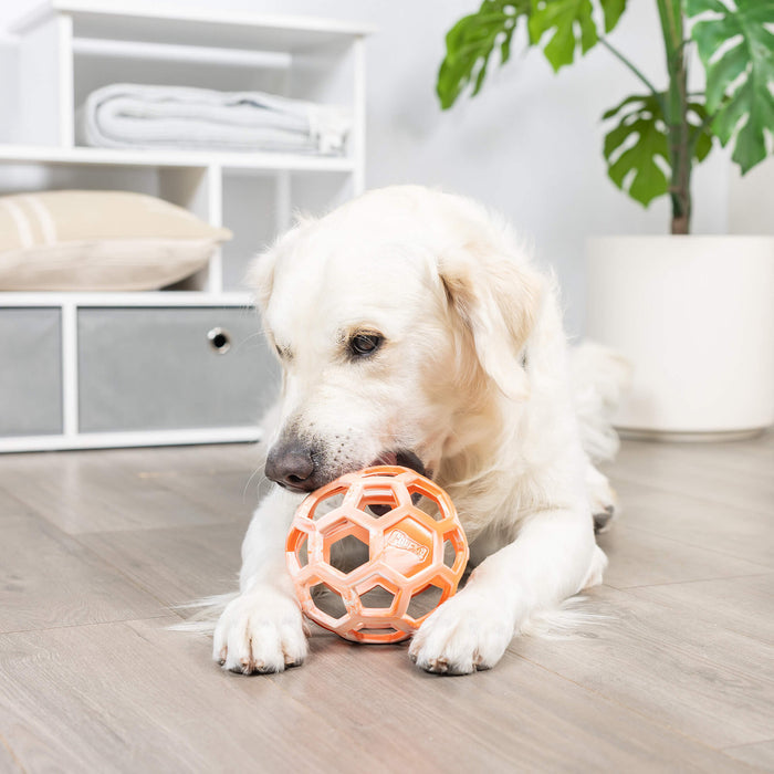 A golden retriever lounges on a light wood floor indoors, gently chewing on the Chuckit! Hol-ee Roller by Chuckit!, with a white shelving unit and potted plant in the background.