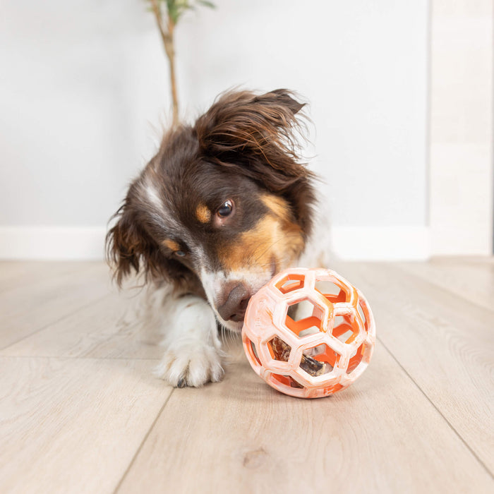 A brown and white dog lies on a wooden floor, playing with an orange and white Chuckit! Hol-ee Roller dog toy by Chuckit!, while a blurred plant appears in the background.