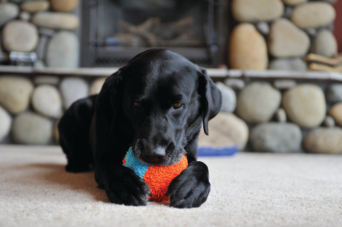 A black dog lies on a carpet, clutching a colorful Chuckit! Indoor Shaker ball by Chuckit! between its front paws, with a stone fireplace in the background.