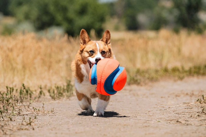 A brown and white corgi runs outdoors on a dirt path, carrying the Chuckit! Kick Fetch Dog Toy from Chuckit! in its mouth. The grassy, blurred background suggests a sunny open field.