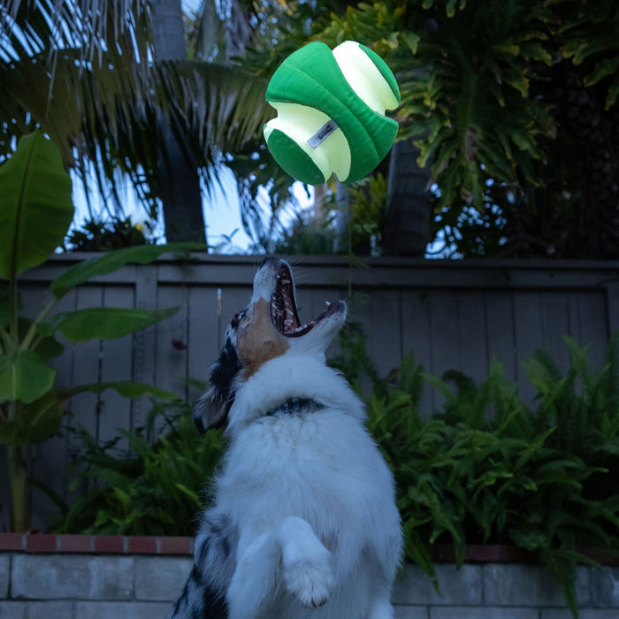 A dog with black, white, and brown fur leaps in a backyard with lush plants, mouth open to catch a Chuckit! Kick Fetch Max Glow toy by Chuckit!, mid-air near a wooden fence.