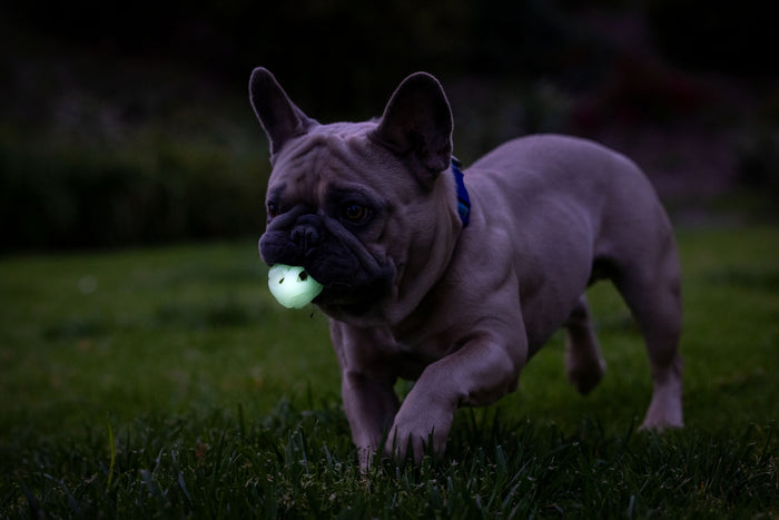 At dusk, a French Bulldog with perked ears and a blue collar carries a glowing Chuckit! Max Glow Air Fetch Ball by Chuckit! across the grass, the breathable dog toy bright against the dark, blurred background.