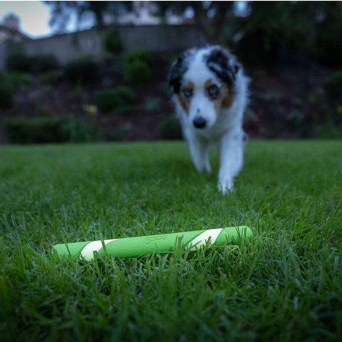 A blue-eyed, multicolored dog walks on green grass toward a Chuckit! Max Glow Ultra Fetch Stick from Chuckit! lying on the ground, with trees and a fence blurred in the background.