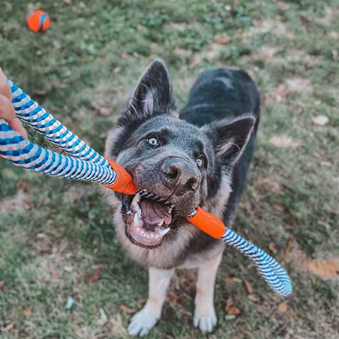 A playful German Shepherd tugs on the Chuckit! Mountain Rope Tug by Chuckit!, held by a person on the grass, with a ball in the background.