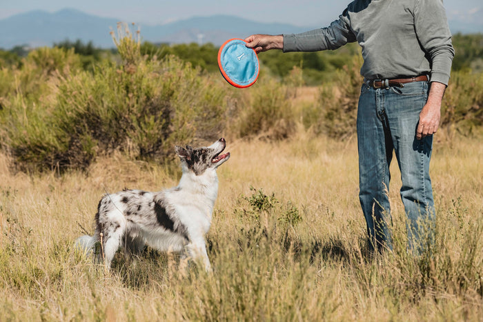 A person readies the Chuckit! Paraflight Flyer Dog Toy by Chuckit! to throw for an eager black and white dog, who stands alert in a sunny, grassy field, excited to fetch their favorite toy.