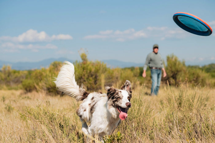 A happy dog races across a grassy field toward a Chuckit! Paraflight Flyer Dog Toy by Chuckit!, tongue out and tail wagging, while a person watches under the clear blue sky in the background.