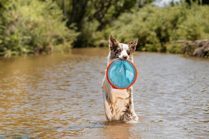 A wet dog stands in shallow water, holding the Chuckit! Paraflight Flyer Dog Toy by Chuckit! in its mouth, with green trees and bushes visible on a sunny day.