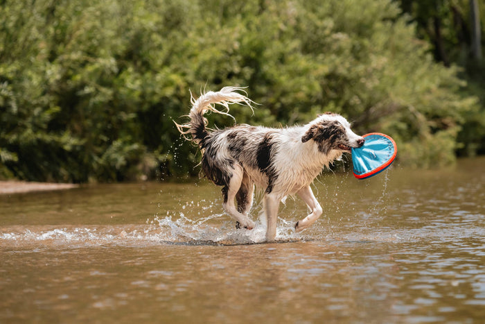 A wet dog joyfully runs through shallow water with the Chuckit! Paraflight Flyer Dog Toy by Chuckit! in its mouth, green trees and bushes in the background.