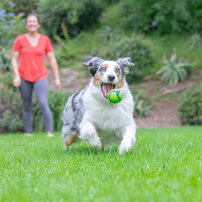 An excited Australian Shepherd runs on green grass with a Chuckit! Peanut Butter Sniff Fetch Ball in its mouth, while a smiling person in a red shirt and gray pants stands blurred in the background.
