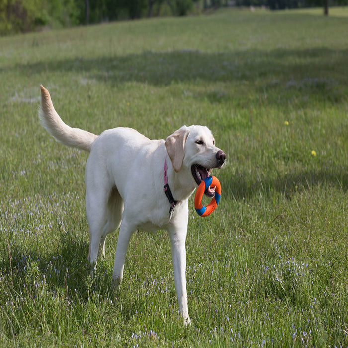 A yellow Labrador retriever walks through a grassy field carrying a Chuckit! RingChaser Dog Toy Set by Chuckit! in its mouth.