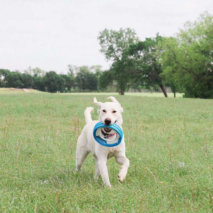 A white dog runs across a grassy field with a blue Chuckit! Rugged Fetch Wheel by Chuckit! in its mouth, with trees and a cloudy sky in the background.
