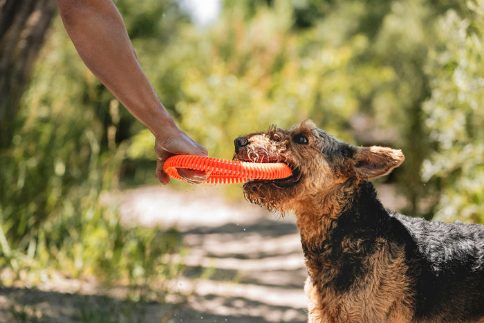A dog plays tug-of-war with a person, gripping a Chuckit! Rugged Flyer dog toy by Chuckit! in its mouth on a sunny outdoor path surrounded by greenery.
