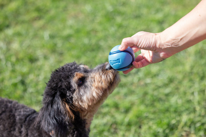 Someone holds a blue Chuckit! Sniff Ball from the Chuckit Sniff Ball 4 Pack in front of a black and brown dog on grass, as the dog eagerly sniffs the scented toy.
