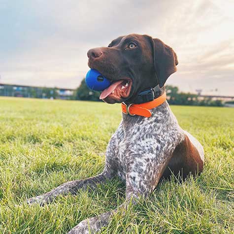 A brown and white dog with an orange collar lies on green grass, holding a Chuckit! Super Crunch Ball by Chuckit! in its mouth, with a cloudy sky in the background.
