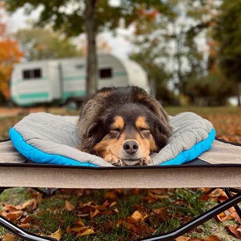 A dog with brown and black fur sleeps outdoors on a blue and gray Chuckit! Travel Pillow Bed by Chuckit!, surrounded by autumn leaves, with a white camper trailer blurred in the background.