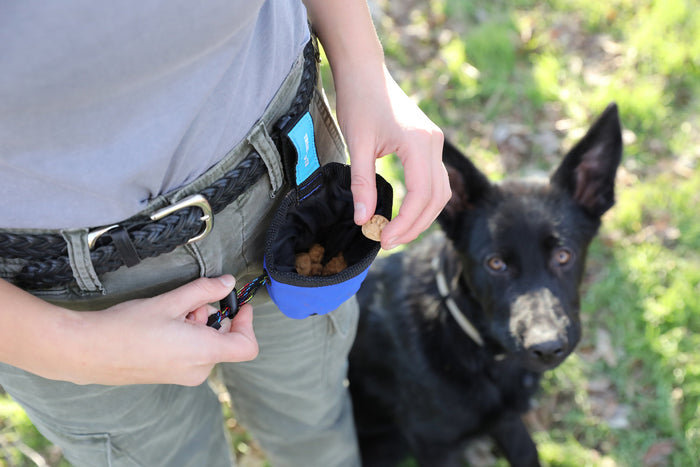Wearing a belt and green pants, a person holds a Chuckit! Treat Tote by Chuckit! filled with dog treats while a black dog sits attentively nearby on grass during reward-based training.