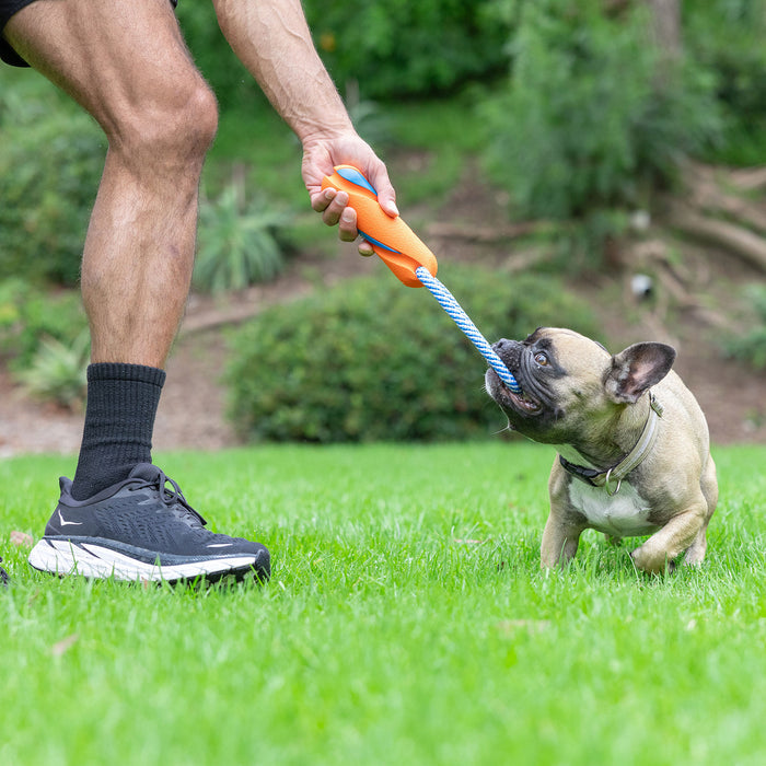 Wearing black sneakers and socks, a person plays tug-of-war on a grassy lawn with a small tan French Bulldog using the Chuckit! Ultra Bumper Tug Dog Toy by Chuckit!, with trees and bushes in the background.
