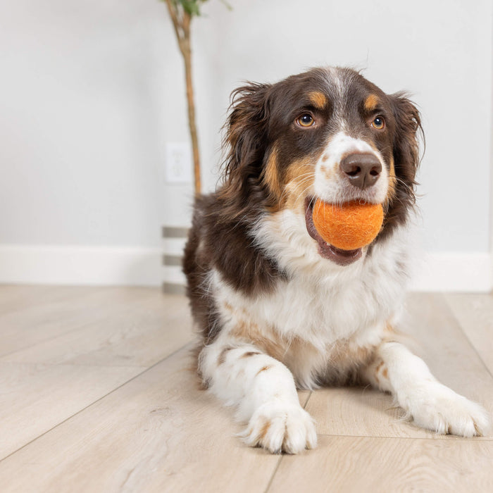 A brown and white dog lies on a light wood floor, holding the Chuckit! Wool-ee Ball by Chuckit! in its mouth. A plant sits nearby against a white wall.