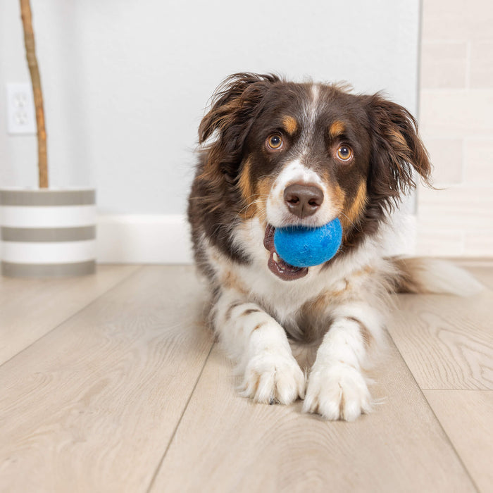 A brown and white dog lies on a wooden floor, holding a blue Chuckit! Wool-ee Ball eco-friendly toy by Chuckit! in its mouth and looking up playfully. A striped pot with a plant appears in the background.