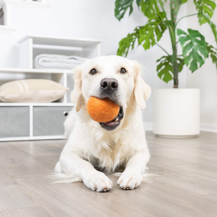 A golden retriever lies on a light wooden floor indoors, holding the Chuckit! Wool-ee Ball by Chuckit! in its mouth. In the background, there’s a white shelf with folded towels and a large green potted plant.